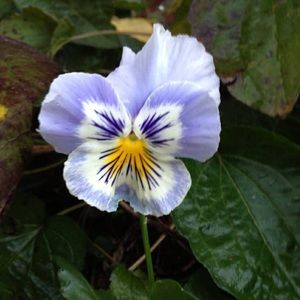 Meet your Posher, Laura j